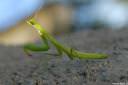 bogomolka mantis religiosa02.thumbnail Bogomolka   Mantis religiosa