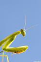 bogomolka mantis religiosa04.thumbnail Bogomolka   Mantis religiosa