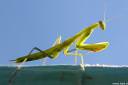bogomolka mantis religiosa05.thumbnail Bogomolka   Mantis religiosa
