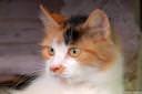 macka-felis-silvestris-catus01.jpg