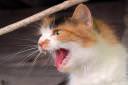 macka-felis-silvestris-catus02.jpg