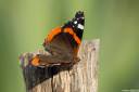metulj lepidoptera03.thumbnail Poziral mi je metulj   Lepidoptera
