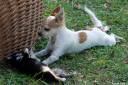 civava chihuahua03.thumbnail Čivava   Chihuahua
