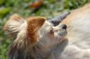 civava chihuahua04.thumbnail Čivava   Chihuahua