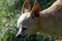 civava-chihuahua06.jpg