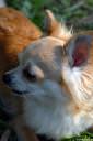 civava chihuahua07.thumbnail Čivava   Chihuahua