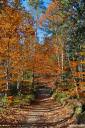 the woods are lovely dark and deep 01.thumbnail The woods are lovely, dark and deep
