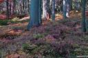 the woods are lovely dark and deep 03.thumbnail The woods are lovely, dark and deep