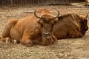 zoo-zagreb-11.jpg