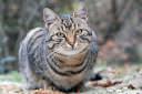 muca felis silvestris catus 01.thumbnail Fotografije muce 