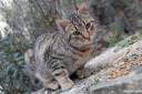 muca felis silvestris catus 02.thumbnail Fotografije muce 