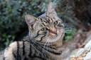 muca felis silvestris catus 03.thumbnail Fotografije muce 