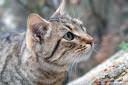 muca felis silvestris catus 04.thumbnail Fotografije muce 