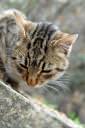 muca felis silvestris catus 05.thumbnail Fotografije muce 