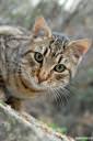 muca felis silvestris catus 06.thumbnail Fotografije muce 
