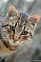 muca felis silvestris catus 07.thumbnail Fotografije muce 