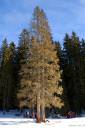 sportni center pokljuka smucisce rudno polje 05.thumbnail Športni center Pokljuka   smučišče Viševnik   Rudno polje