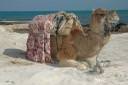 tunizija tunisia djerba 06.thumbnail Tunizija   Djerba