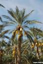 tunizija tunisia djerba 08.thumbnail Tunizija   Djerba