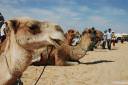 tunizija tunisia djerba 13.thumbnail Tunizija   Djerba