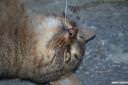 macka-felis-silvestris-catus-04.jpg