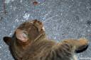 macka felis silvestris catus 05.thumbnail Mačke so mi zelo všeč
