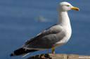 galeb fotografije laridae seagull photos 01.thumbnail Poziral mi je galeb