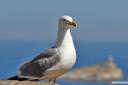 galeb fotografije laridae seagull photos 02.thumbnail Poziral mi je galeb