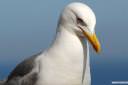galeb fotografije laridae seagull photos 03.thumbnail Poziral mi je galeb