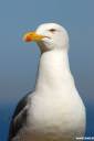 galeb fotografije laridae seagull photos 04.thumbnail Poziral mi je galeb