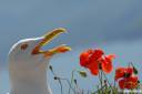galeb fotografije laridae seagull photos 05.thumbnail Poziral mi je galeb