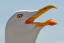 galeb fotografije laridae seagull photos 06.thumbnail Poziral mi je galeb