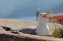 galeb fotografije laridae seagull photos 07.thumbnail Poziral mi je galeb