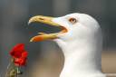 galeb fotografije laridae seagull photos 08.thumbnail Poziral mi je galeb