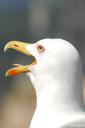 galeb fotografije laridae seagull photos 09.thumbnail Poziral mi je galeb