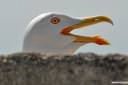 galeb fotografije laridae seagull photos 10.thumbnail Poziral mi je galeb