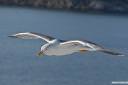 galeb fotografije seagull photos 01.thumbnail Galeb v letu