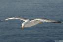 galeb fotografije seagull photos 02.thumbnail Galeb v letu