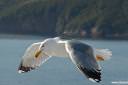 galeb fotografije seagull photos 03.thumbnail Galeb v letu