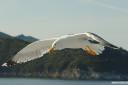 galeb fotografije seagull photos 04.thumbnail Galeb v letu