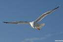 galeb fotografije seagull photos 05.thumbnail Galeb v letu