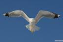 galeb fotografije seagull photos 06.thumbnail Galeb v letu
