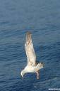 galeb fotografije seagull photos 07.thumbnail Galeb v letu