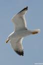 galeb fotografije seagull photos 08.thumbnail Galeb v letu