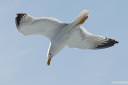 galeb fotografije seagull photos 09.thumbnail Galeb v letu