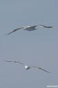 galeb fotografije seagull photos 10.thumbnail Galeb v letu