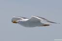 galeb fotografije seagull photos 11.thumbnail Galeb v letu