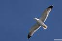 galeb fotografije seagull photos 12.thumbnail Galeb v letu