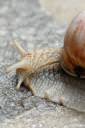 helix pomatia vinogradniski polz 02.thumbnail Vinogradniški polž   Helix pomatia