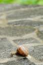 helix pomatia vinogradniski polz 03.thumbnail Vinogradniški polž   Helix pomatia